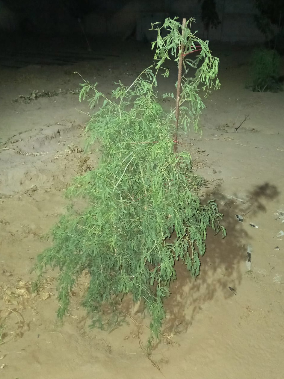 शमी वृक्ष के प्रचलित नाम