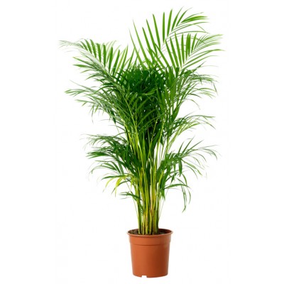 wholesale plant supplier Bikaner