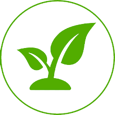 Grafted Khejri plant at reasonable prices for commercial farming