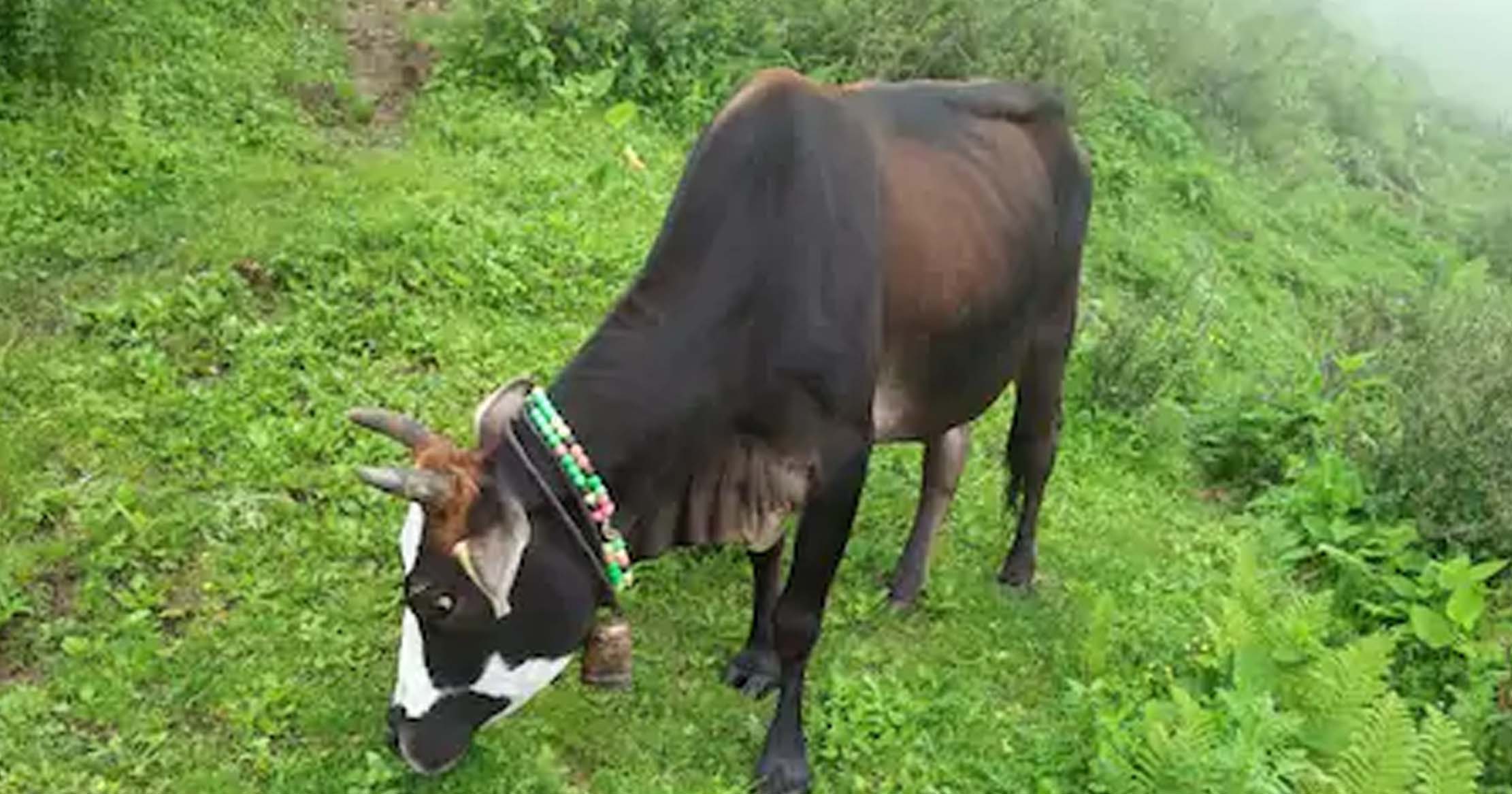 shami ptra lung chara is Organic Feed for Goat /Sheep & Cattle