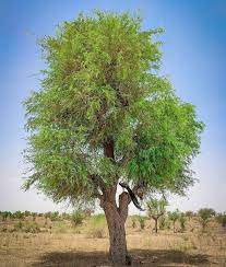 Deshi shami plant and hybrid shami plant