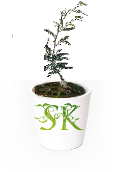 देशी शमी/ खेजड़ी का पौधा