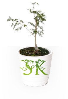 हाइब्रिड शमी/ थार शोभा खेजड़ी का पौधा