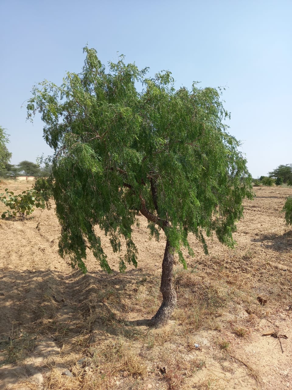 शमी के आयुर्वेदिक व औषधीय उपयोग 