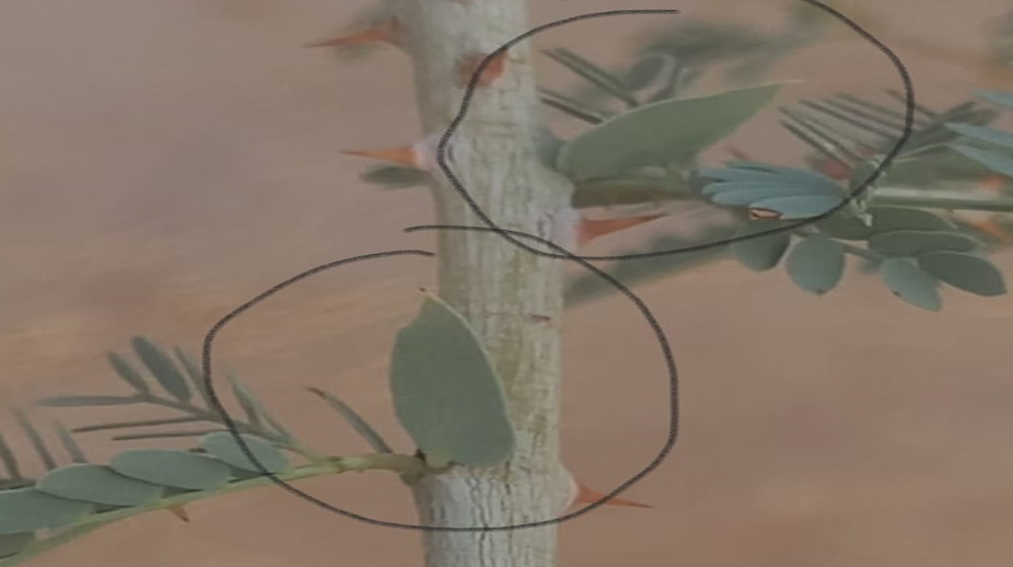 original shami vriksh ki pahchan