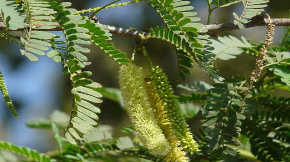 Identity and Specialty of Shami Vriksh