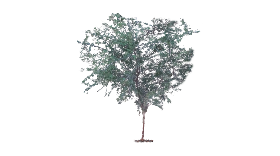 शमी-वृक्ष की पहचान एवं महत्व