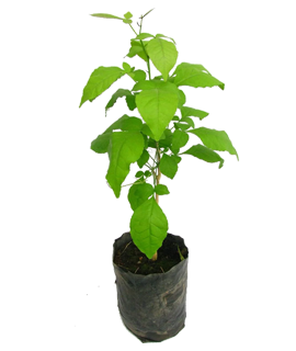 Bel Patra plant in sk nursery house bikaner