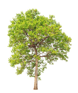 Hybrid Jamun plants nursery in Haryana