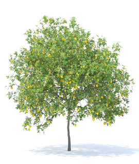 थोक दर पर सदाबहार कागजी नींबू के पौधे