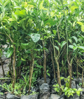 wholesale lemon plant in Jodhpur, Sikar, Chruru, Barmer, Bikaner