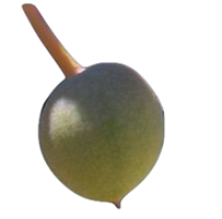 Large production of ker in bulk for commercial farming