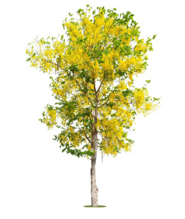 SK Nursery House providing commercial farming of amltash