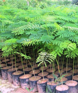 wholesale gulmohar plants SK Nursery bikaner