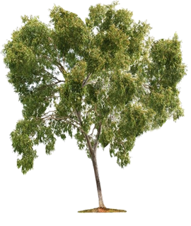 wholesale thar shobha khejri in bikaner