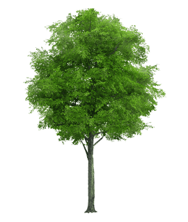 SK Nursery House providing commercial farming of sahjan