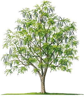 SK Nursery House providing commercial farming of sahjan